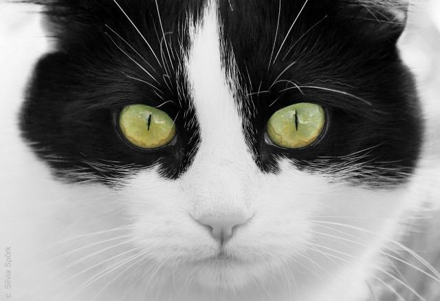 Katze "Minki"
